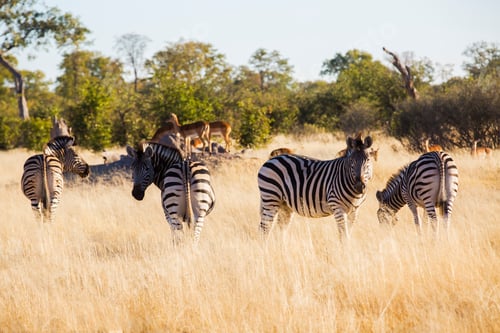 Preview: Amazing zebras in savanna