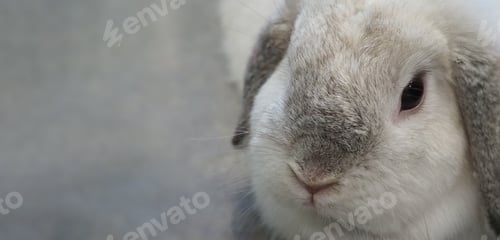 Preview: Rabbit or bunny sitting and playing on floor in house.