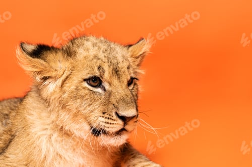 Preview: close up view of cute lion cub lying on orange background