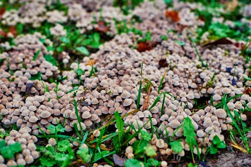Preview: Small mushrooms in green grass, close up. Selective focus