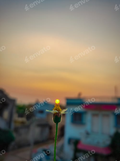 Preview: Isolated closeup shot of a flowe with the golden sun setting in the background