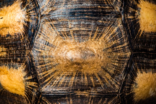 Preview: Radiated Tortoise shell (Astrochelys radiata), Madagascar