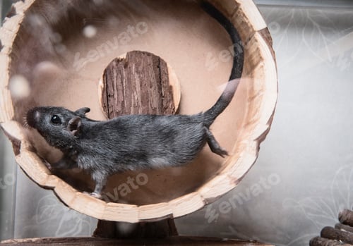 Preview: Gerbil running on wooden wheel