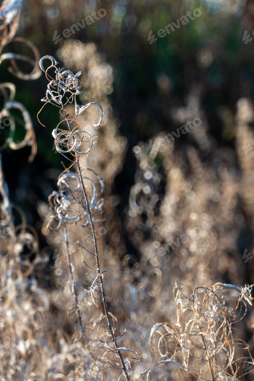 Preview: Dry reed against clear light blue sky on sunny day outdoors.