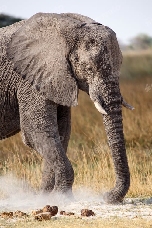 Preview: Elephant - Okavango Delta - Moremi N.P.