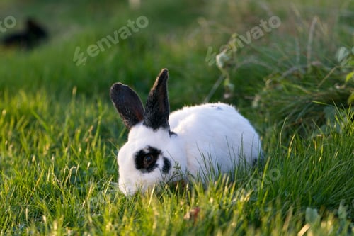 Preview: pets, bunny, scared, rabbit, hare