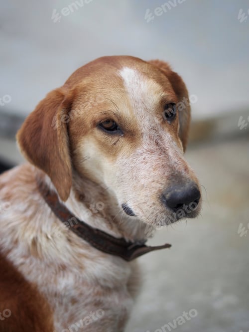Preview: Portrait of stray dog in Abkhazia