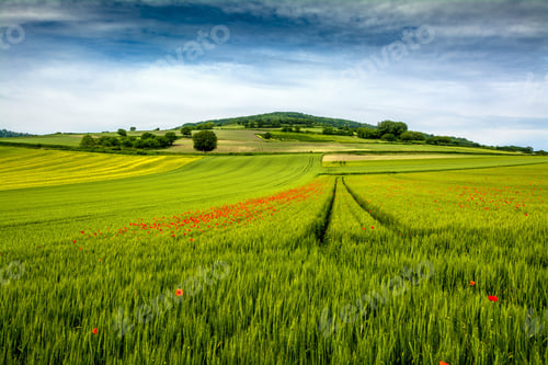 Preview: Poppies in a field of wheat in Auvergne Rhone Alpes, France