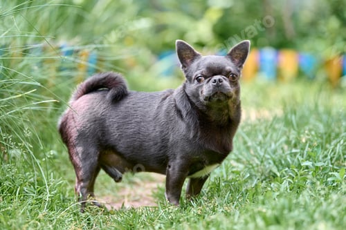 Preview: Alert chihuahua dog in lush garden setting