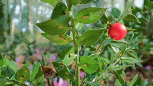 Preview: Butcher's broom with red berry