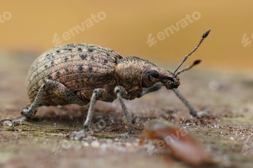 Preview: Detailed closeup on a grey colored European weevil beetle, Liophloeus tessulatus