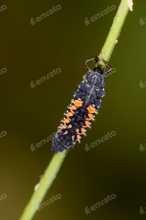 Preview: Ladybug Larva