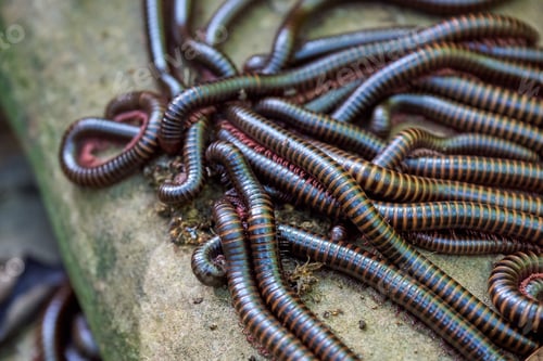 Preview: Group of Jiangyou millipede (Spirobolus grahami) on the stone