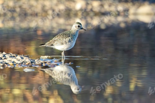 Preview: Sandpiper stands by the shore.