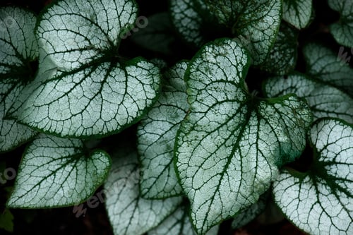 Preview: Background with contrast leaves, wild nature