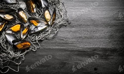 Preview: Clams on the fishing net. On black wooden background.