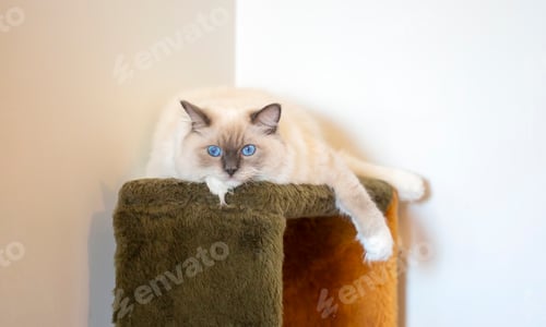 Preview: Young adult cute Ragdoll cat