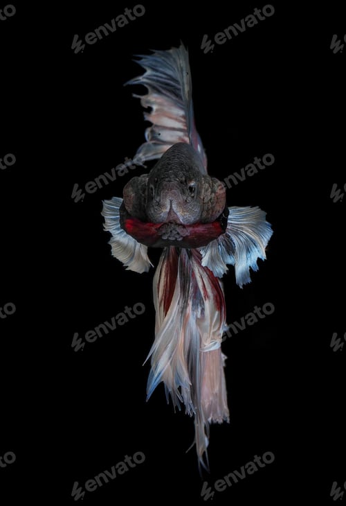 Preview: cupang fish
