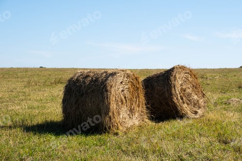 Preview: Bail Hay Gathering in Field Landscape. Round Straw Bales in Harvested Fields.
