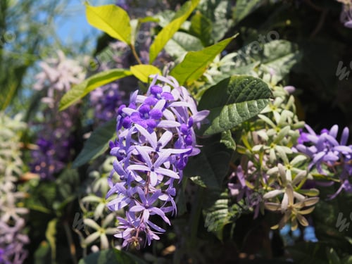 Preview: Sandpaper Vine Purple Wreath flower bunch purple bouquet of five petals like a five pointed petal