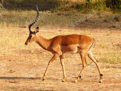 Preview: Walking Impala