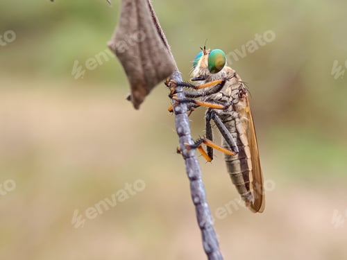 Preview: Robberfly