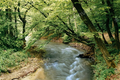 Preview: Stream on the spring forest