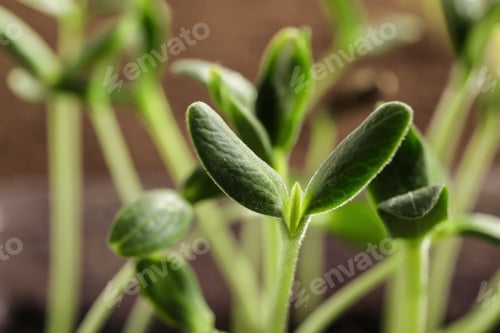 Preview: Little green seedlings growing in soil, closeup view