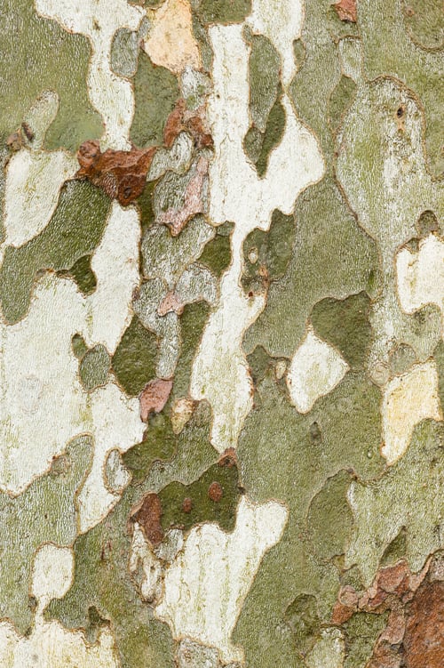 Preview: Plane tree bark close up