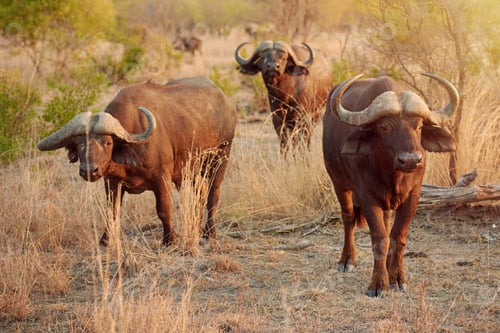 Preview: Following the herd