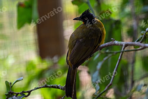 Preview: The black capped bulbul, Rubigula melanictera