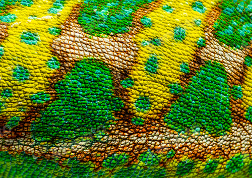 Preview: Close-up of a veiled chameleon skin and scales, Chamaeleo calypt