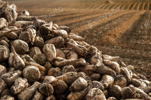 Preview: A pile of freshly harvested sugar beets