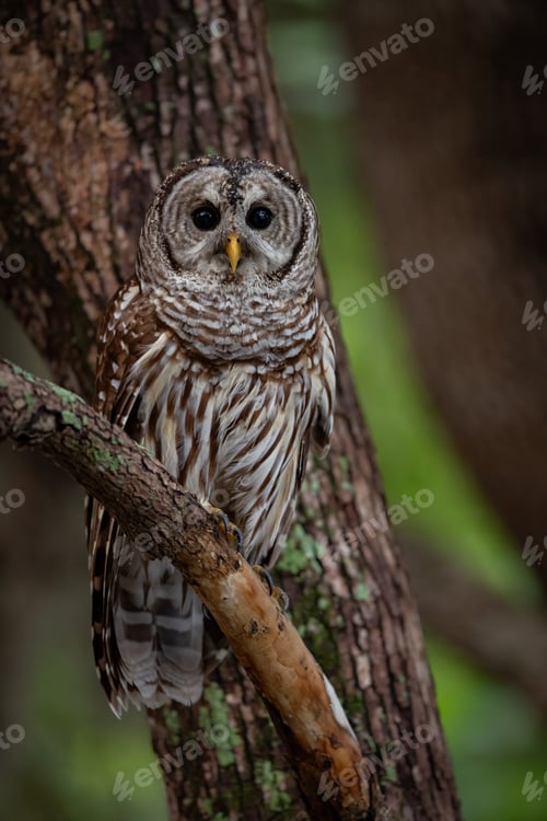 Preview: A Barred Owl in South Florida