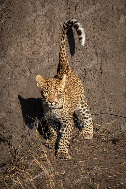 Vista previa: Leopard, Panthera pardus, Cub. Standing with its tail raised vertically, showing the white tip.