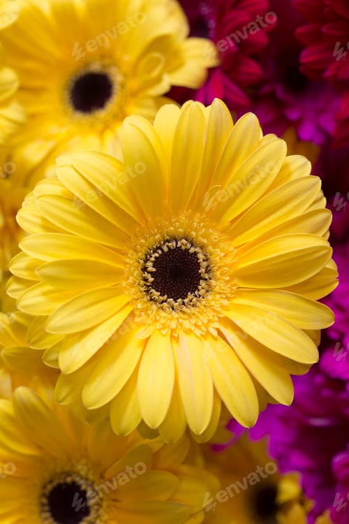 Preview: closeup of Beautiful yellow gerbera flower.