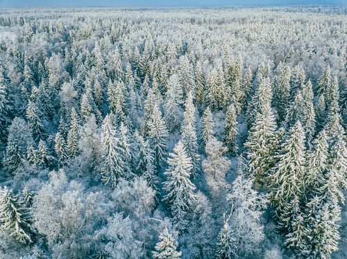 Preview: Aerial top view of snow covered winter forest trees in Finland.