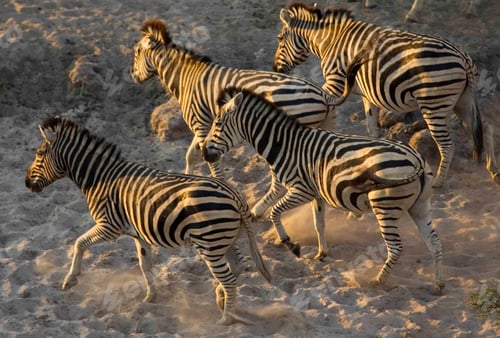 Preview: Herd of Burchell's Zebras running in the Moremi Reserve, Botswana.