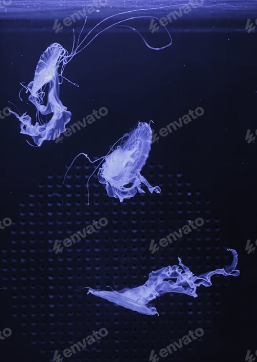 Preview: underwater shot of beautiful Chrysaora quinquecirha