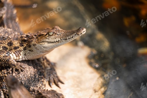 Preview: Alligator and crocodile in the wild swamp.