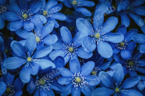 Preview: Blue forest wildflowers background, Anemone hepatica, American Liverwort, Herb Trinity blooming