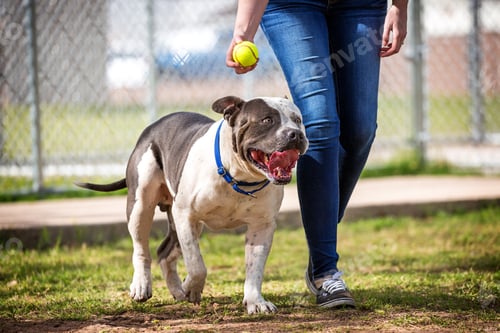 Preview: Pit Bull Dog at Dog Park
