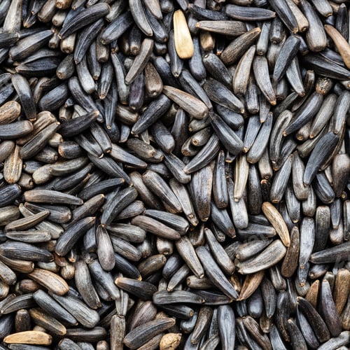 Preview: whole-grain niger seeds close up