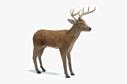 Preview: White-Tailed Buck with Antlers