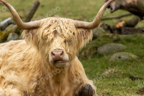 Preview: Scottish highland cow with big horns in a field