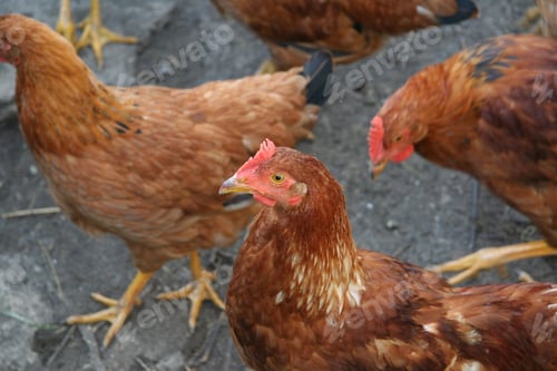 Preview: Free-range brown chickens in a farmyard
