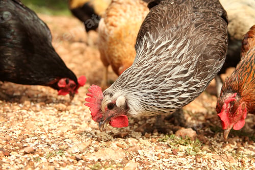 Preview: chicken and rooster