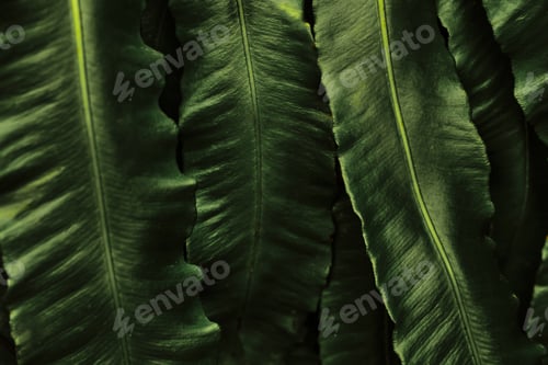 Vista previa: Natural background with beautiful juicy green leaves.