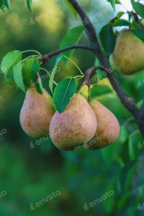 Preview: Pear harvest on the tree. Selective focus.