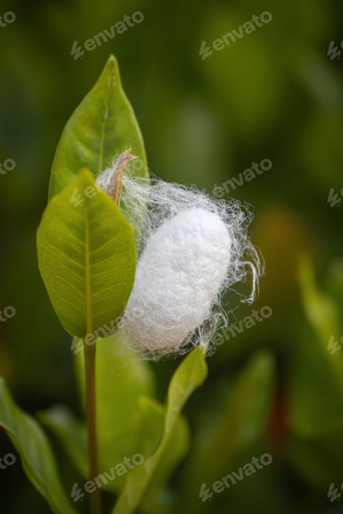 Preview: Close-up of a white silkworm cocoon on a green leaf in a natural setting